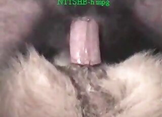 Fella eating this sexy canine's tight cunt on cam