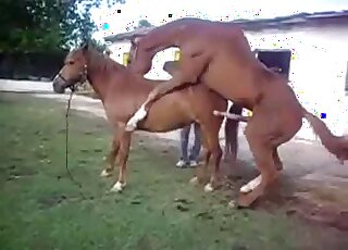 Seks hard konja sa zenama
