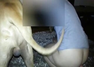 Aesthetic chick is enjoying hardcore bestiality sex