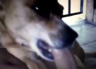 Outdoor zoo sex oral with a dog that sucks