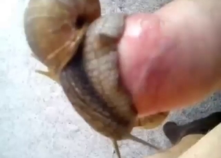 Dude's cock is pleased by snails in this one