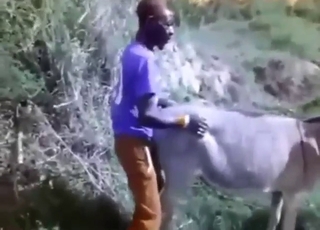 Donkey's cunt gets fucked by a horny dude