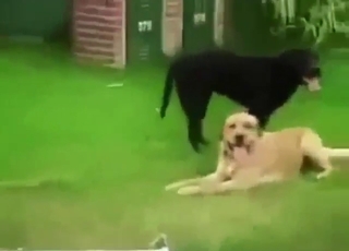 Black dog gets fucked by another dog so deep