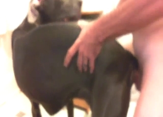 Lovely stud uses his hard dick to fuck a dog