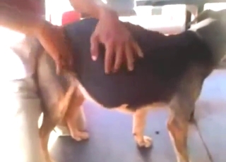 Horned-up dude fucking in a zoo XXX movie