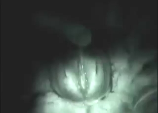 Night time action with a sexy animal UP CLOSE