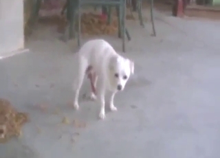 Animals cannot wait to flock to his big dick