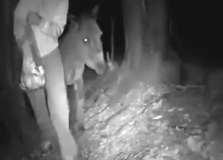 Donkey porn with group fucking and legit gape