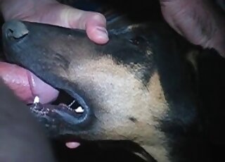 Gay dog wants to suck his massive cock