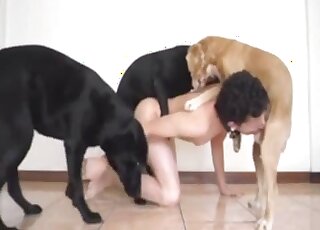 Threesome dog