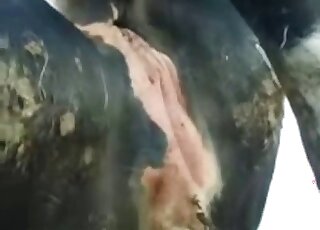 Horse's hot-looking orifices right here