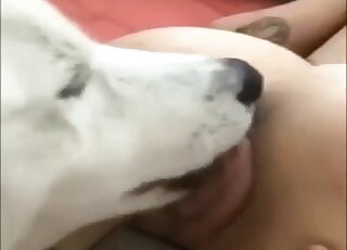 Doggy licks her wide-opened cunt with love