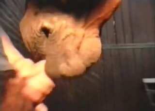 Sweet animal is licking his hard sausage