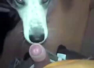 Hairy cock dude is going to screw all the animals