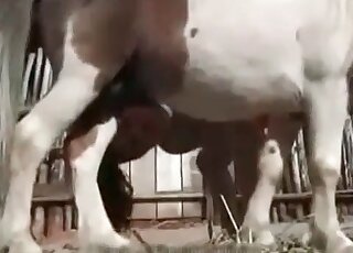 Youthful chick takes a smallish horse dick inside