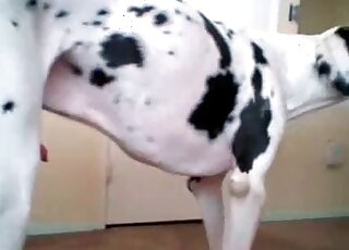 Dalmatian Videos / amateur animal xxx / Most popular Page 1