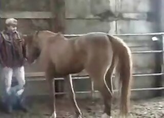 Brown horse fucking a kinky zoophile - xxx animal amateur